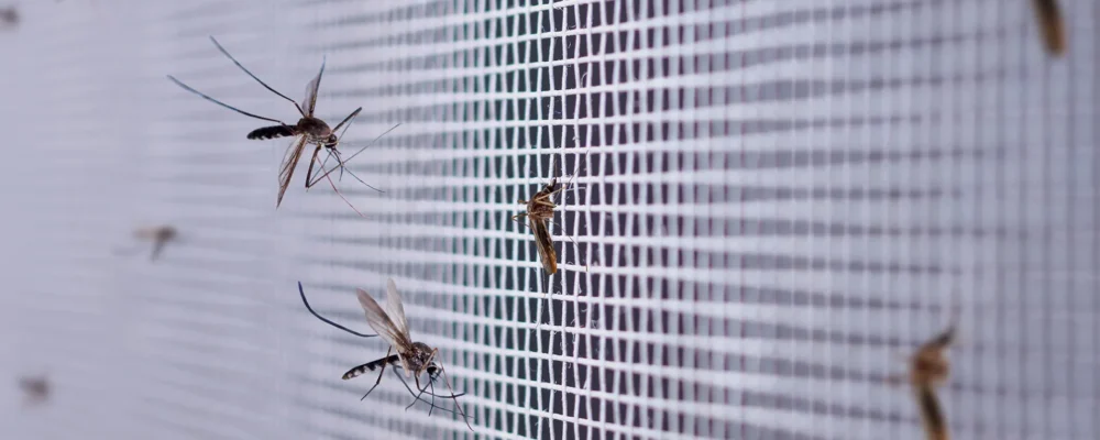 Mosquitos in Florida Tips for Control and Prevention