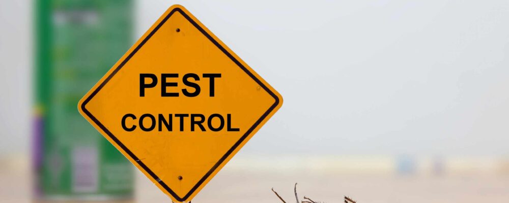 10 Best Home Pest Control Tips for Girls